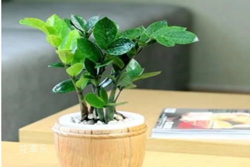 金錢樹的風(fēng)水作用？放在這些地方生財擋災(zāi)，好運(yùn)滾滾來！