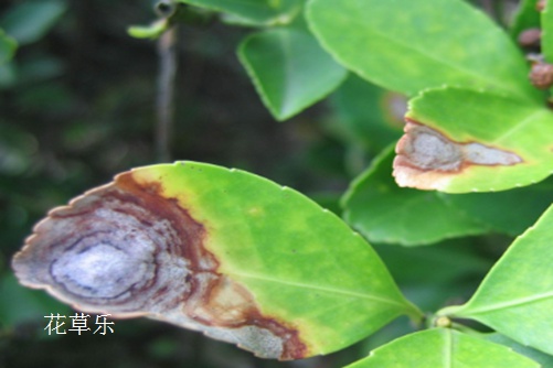 發財樹常見病蟲害的防治小妙招，你還不趕緊收藏了！