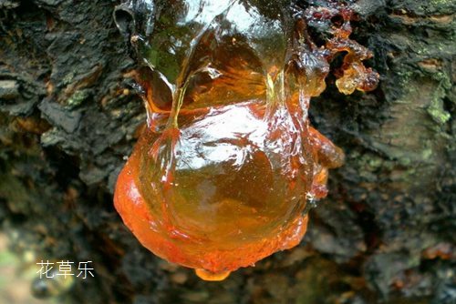 流膠病會導(dǎo)致桃樹枯死，該如何預(yù)防和治療桃樹流膠病呢