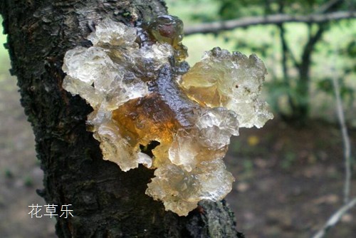 流膠病會導(dǎo)致桃樹枯死，該如何預(yù)防和治療桃樹流膠病呢
