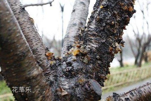 流膠病會導(dǎo)致桃樹枯死，該如何預(yù)防和治療桃樹流膠病呢