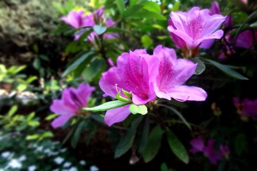 杜鵑花掉葉子怎么辦,杜鵑花什么時候開呢？