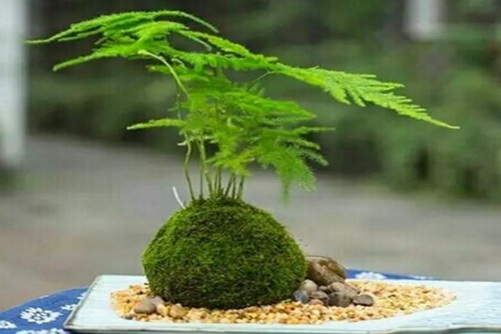 文竹葉子發黃了怎么辦？文竹怎么養才不會發黃