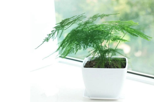 文竹葉子發黃了怎么辦？文竹怎么養才不會發黃