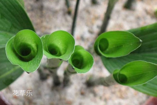一葉蘭葉子發黃怎么辦？知道這些原因就能徹底解決