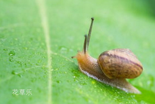 藥用和食用價值超高的蝸牛 是益蟲還是害蟲？