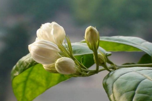 茉莉葉片發黃怎么辦 幾點建議讓你的茉莉花開滿枝,葉子不再發黃
