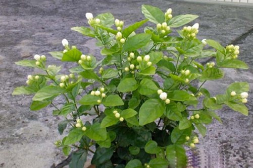 茉莉葉片發黃怎么辦 幾點建議讓你的茉莉花開滿枝,葉子不再發黃