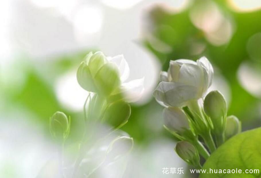 茉莉花的葉子發(fā)黃發(fā)黑了，該怎么處理