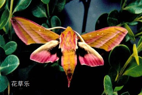 主人，我病了，快救救我：如意皇后常見病蟲害與防治方法