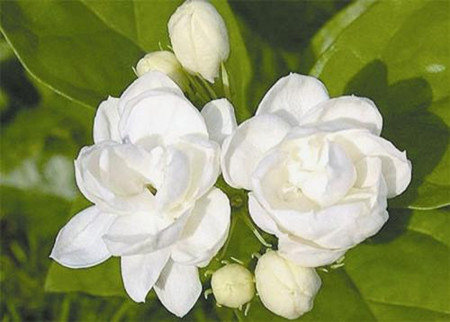 茉莉花的葉子發(fā)黃發(fā)黑了，該怎么處理