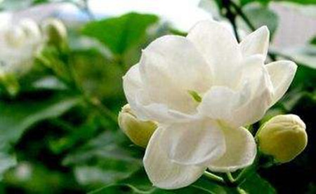 茉莉花的葉子發(fā)黃發(fā)黑了，該怎么處理
