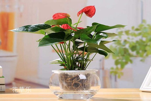 紅掌怎么養？紅掌葉子下垂的處理方法