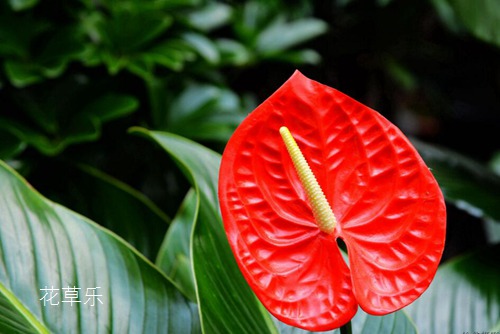 紅掌怎么養？紅掌葉子下垂的處理方法