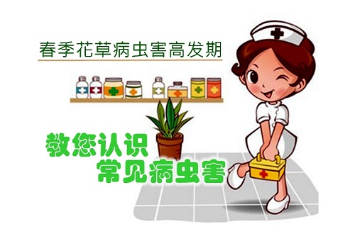 春季花草11種常見蟲害識別及病蟲害防治方法