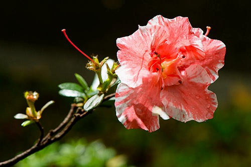 杜鵑花怎么養(yǎng) 能防治杜鵑花掉葉子和葉子發(fā)黃