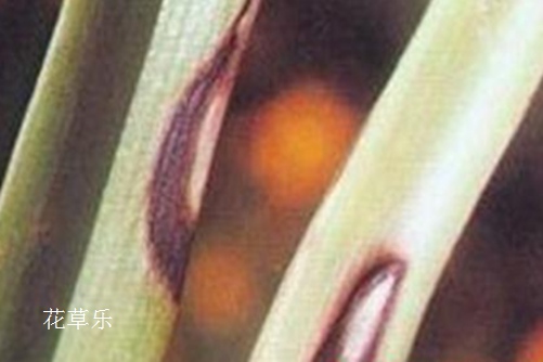 你這樣做不是愛她：吊蘭病蟲害的防病規律、原因和防治方法