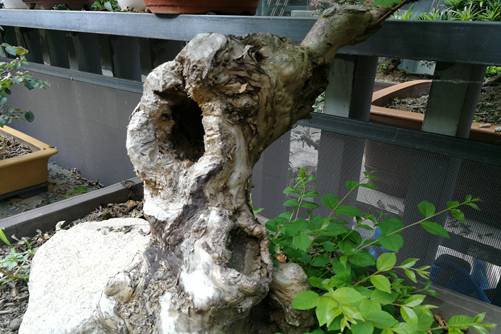 樹樁盆景養(yǎng)護 防蛀干害蟲的幾種方法