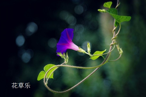  紅顏易老，美人遲暮：牽牛花的常見病蟲害與防治方法