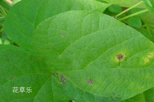  紅顏易老，美人遲暮：牽牛花的常見病蟲害與防治方法