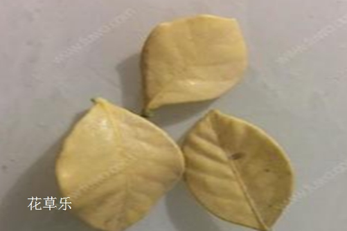 快來看，你的小可愛金邊瑞香病了怎么辦？金邊瑞香常見病害及防治　