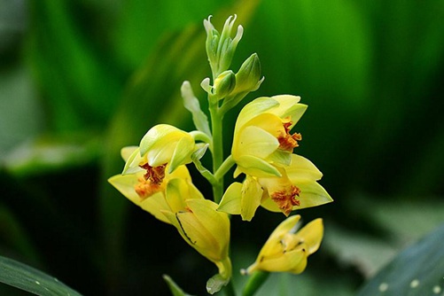 黃花鶴頂蘭圖片，高清黃花鶴頂蘭圖片大全