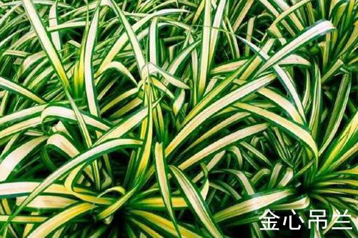 吊蘭品種,常見吊蘭圖片欣賞