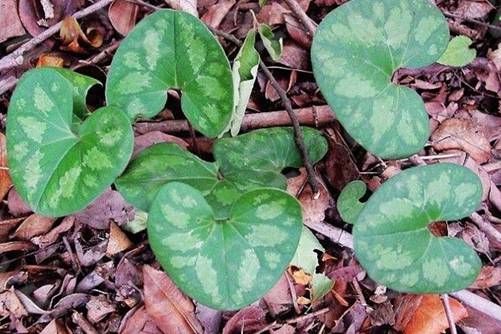 杜衡是什么植物,帶你認(rèn)識中藥杜衡