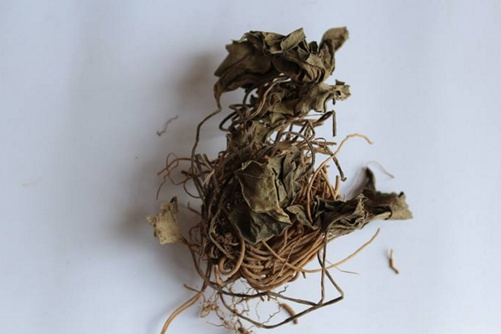 杜衡是什么植物,帶你認(rèn)識中藥杜衡