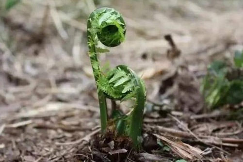 蕨菜圖片，高清蕨菜圖片大全