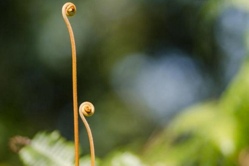 蕨菜圖片，高清蕨菜圖片大全