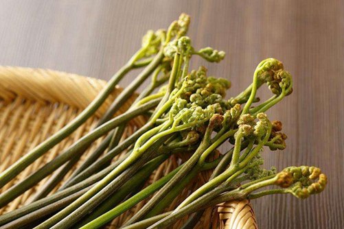 蕨菜圖片，高清蕨菜圖片大全