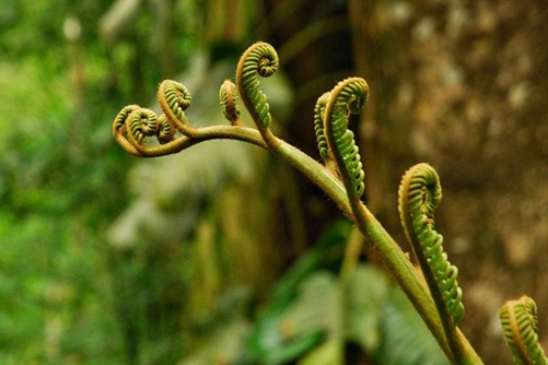 蕨菜圖片，高清蕨菜圖片大全