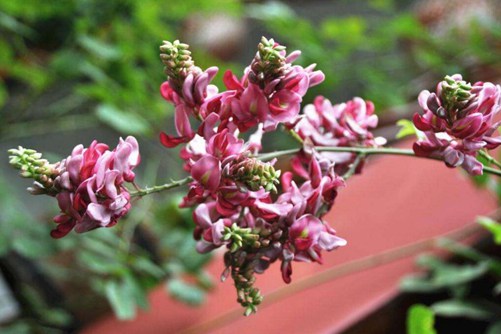 怎么辨別香花崖豆藤, 香花崖豆藤圖片