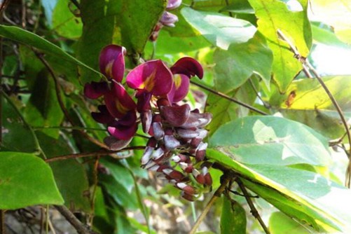 怎么辨別香花崖豆藤, 香花崖豆藤圖片