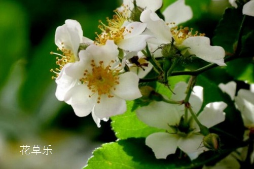 你知道荼蘼花嗎？荼蘼花有什么寓意？（感情結(jié)束）