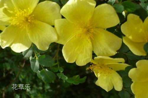 你知道荼蘼花嗎？荼蘼花有什么寓意？（感情結(jié)束）