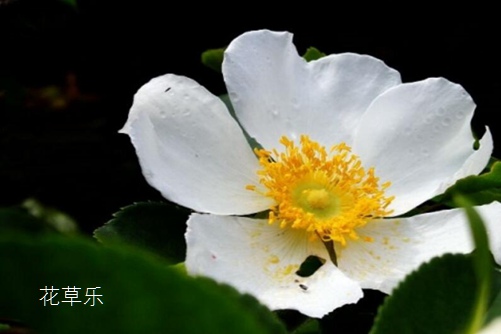你知道荼蘼花嗎？荼蘼花有什么寓意？（感情結(jié)束）