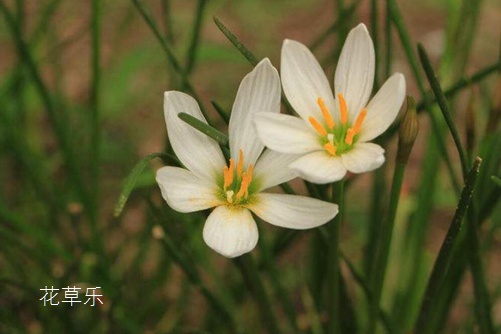會預測下雨的韭蓮花圖片大全，韭蓮高清圖片大