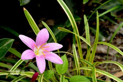 會預測下雨的韭蓮花圖片大全，韭蓮高清圖片大
