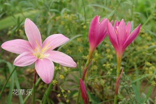 會預測下雨的韭蓮花圖片大全，韭蓮高清圖片大