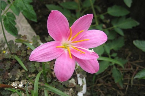 會預測下雨的韭蓮花圖片大全，韭蓮高清圖片大