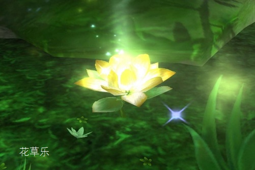 遇見最美本草，黃金蓮（萍蓬草）的養殖方法和注意事項