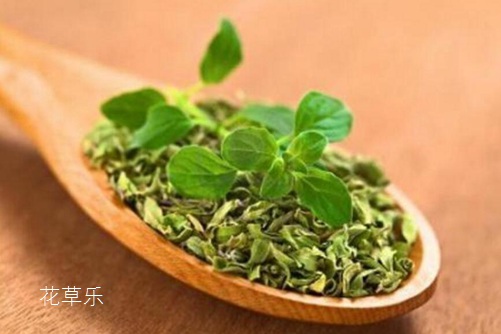 牛至是什么？牛至是舌尖上的美味，還是抗菌達(dá)人