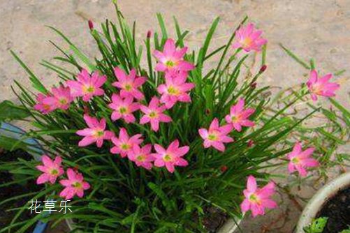 韭蓮是會預測下雨的花你知道嗎？韭蓮的養殖方法介紹