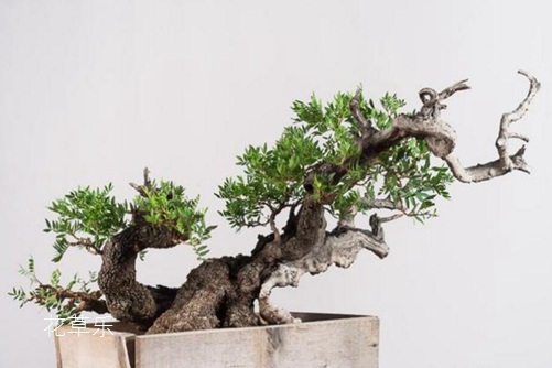 黃連木貴嗎？黃連木的價值和價格分析
