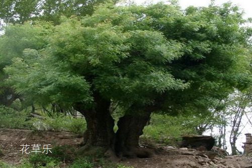 黃連木貴嗎？黃連木的價值和價格分析