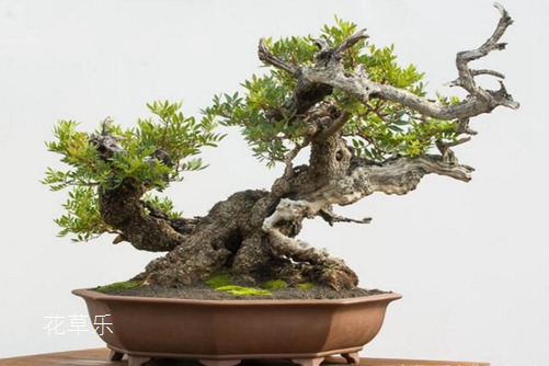 黃連木貴嗎？黃連木的價值和價格分析