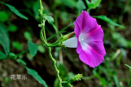 打碗花介紹 怎么區分打碗花和牽牛花