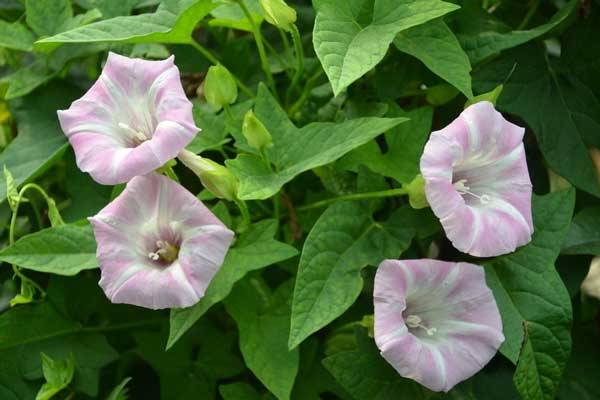 打碗花介紹 怎么區分打碗花和牽牛花